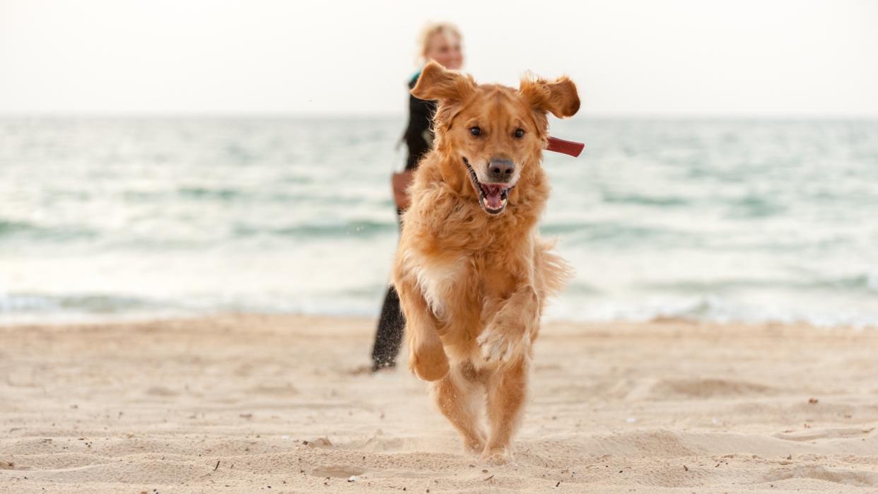  Dog sprinting up the beach away from owner who smiles as she walks by the water. 