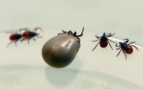 Lyme disease