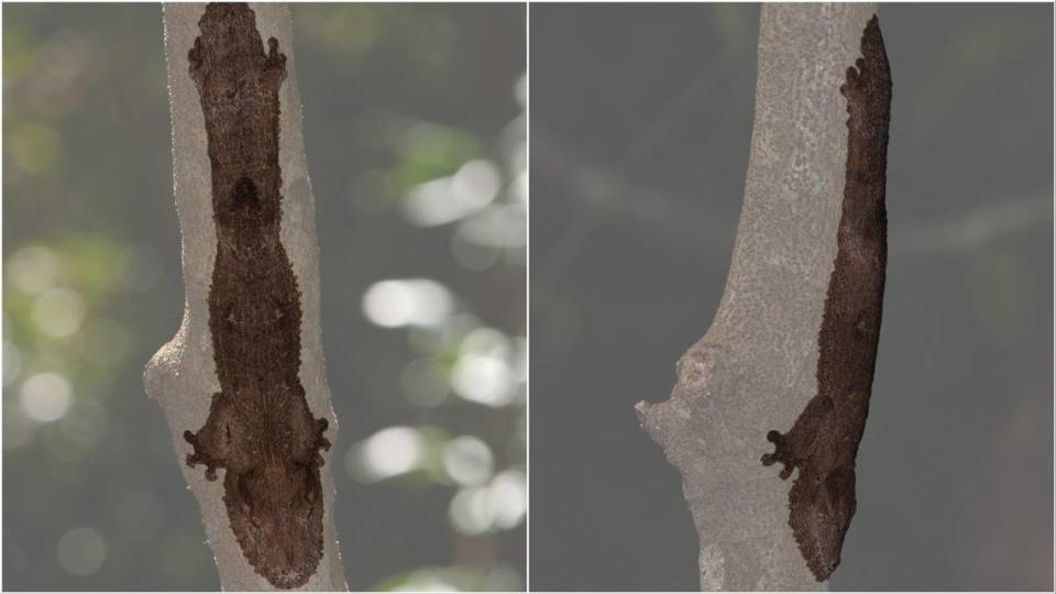 The camouflaged hiding spot of an Uroplatus garamaso, or shiny-eyed leaf-tailed gecko, revealed.