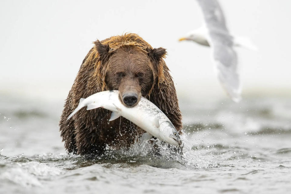 presa de osos, focas y otros animales