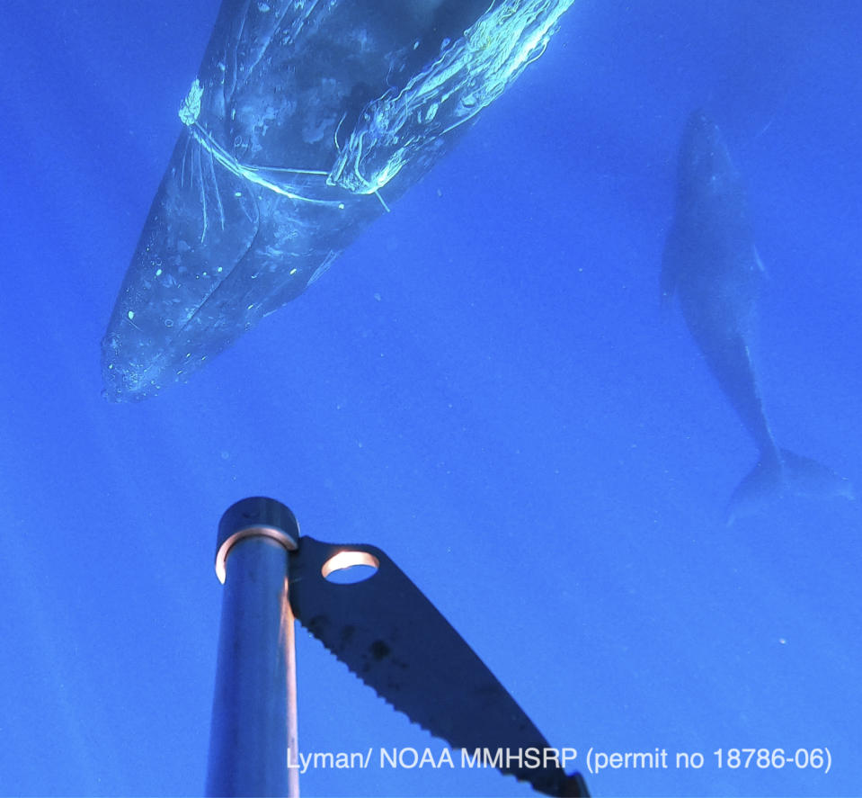 This photo provided by the National Oceanic and Atmospheric Administration shows an entangled humpback whale and her calf in the Hawaiian Islands Humpback Whale National Marine Sanctuary off Maui. The female humpback, traveling with a male and a calf, was freed on Monday, Feb. 14, 2022. (M. Lammers/NOAA via AP) (MMHSRP Permit # 18786-06)