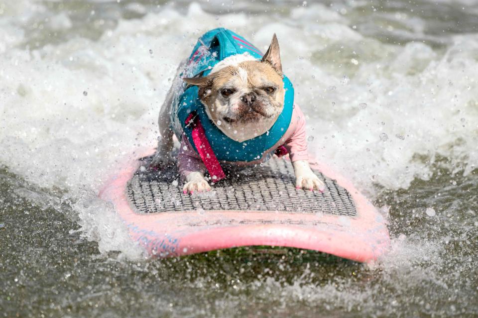 Cherie, a French bulldog who went on to win the medium dog category, competes during the World Dog Surfing Championships in Pacifica, California, on August 5, 2023. The event helps local charities raise money by sponsoring a contestant or a team, with a portion of the proceeds going to dog, environmental, and surfing nonprofit organizations. (Photo by JOSH EDELSON / AFP) (Photo by JOSH EDELSON/AFP via Getty Images)