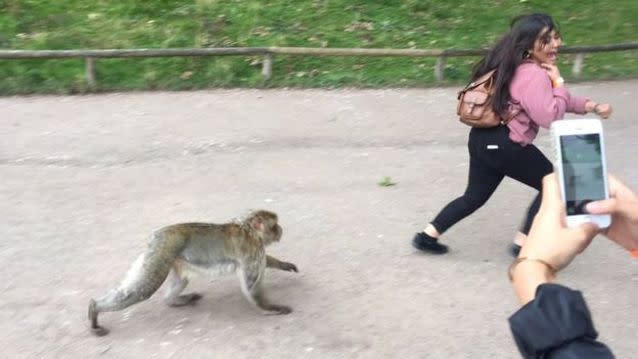 Then the macaque gave chase. Source: Twitter/@xxxxxKN1234