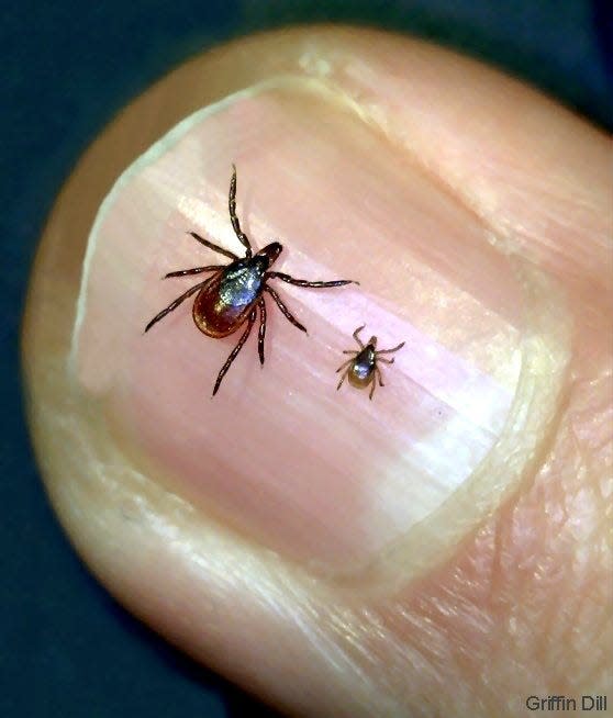 Tick season has commenced - keep an eye out and spray pants & shoes with permethrin to prevent tick bites.