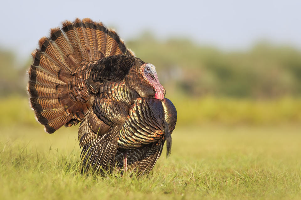 Tom turkey (Meleagris gallopavo)