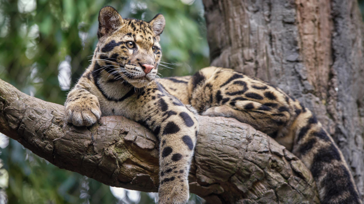 leopard lies relaxed on the branch of a tree.