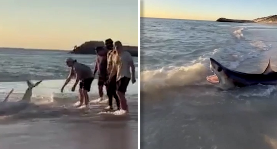 A group of beachgoers have helped send a beached shark into deeper waters. Source: Reddit / clozza1