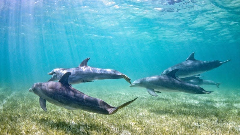 A pod of bottlenose dolphins. - Image: Anita Kainrath (Shutterstock)