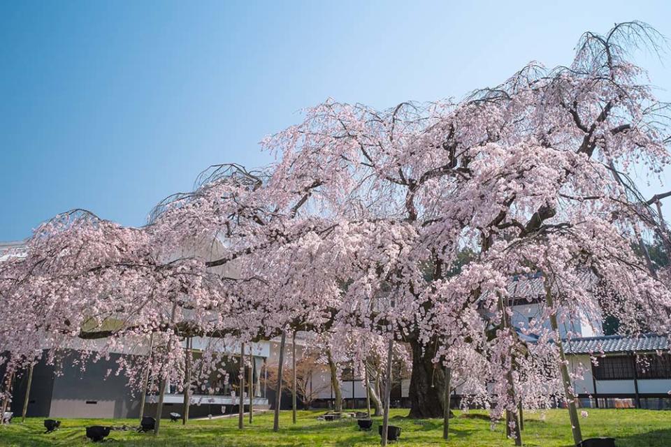 醍醐寺（Image Source : Getty Creative）