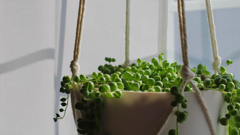 A hanging basket full of flowers