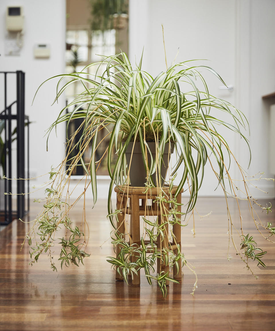 1. Spider plant (Chlorophytum comosum)