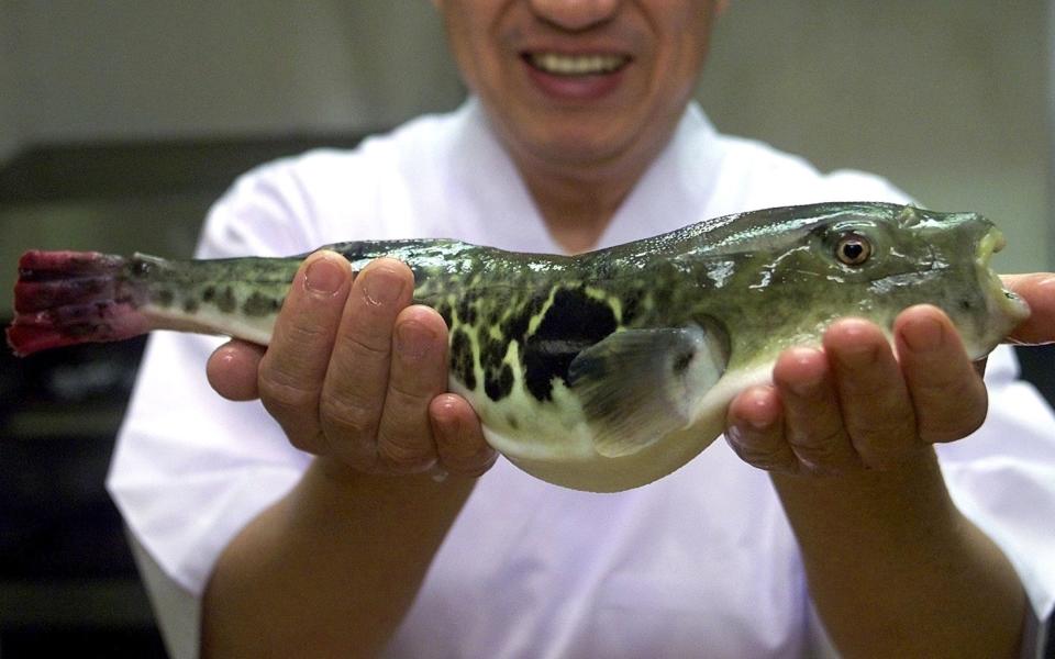 Cocinero japonés mostrando un ejemplar de pez globo para elaborar fugu. (Crédito Imagen: The Telegraph).