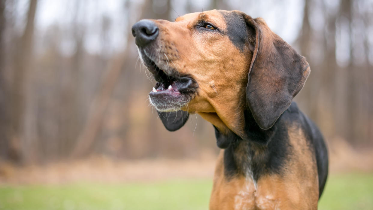 Coonhound barking