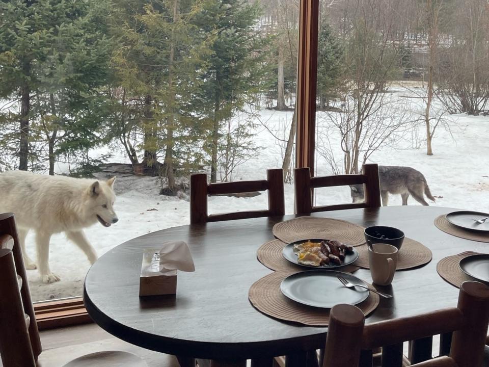 A solid wooden breakfast table set with food and coffee mugs overlooking a window with a gray wolf and a white wolf walking past