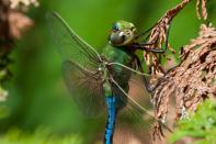 <p><strong>Green Darner Dragonfly <br><br></strong>They may be called "green" but these little flying creatures can be both green and blue. </p>