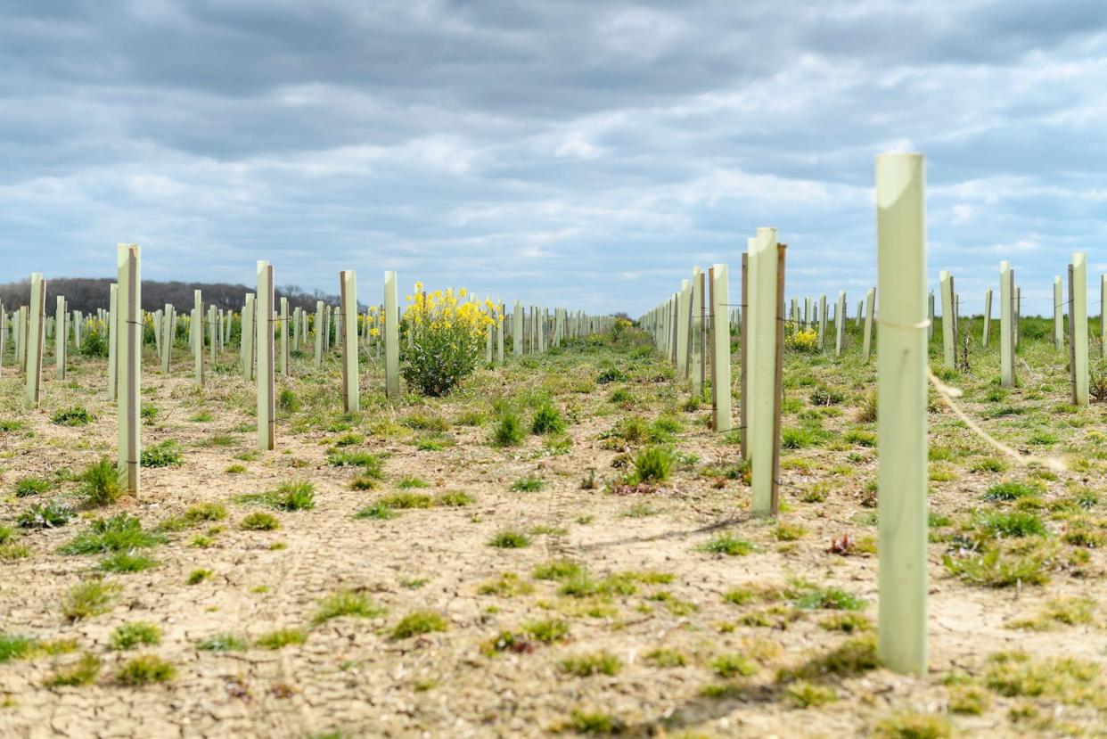 <a href="https://www.shutterstock.com/es/image-photo/symmetrical-rows-newly-planted-trees-cloudy-2189846585" rel="nofollow noopener" target="_blank" data-ylk="slk:Wirestock Creators / Shutterstock;elm:context_link;itc:0;sec:content-canvas" class="link ">Wirestock Creators / Shutterstock</a>