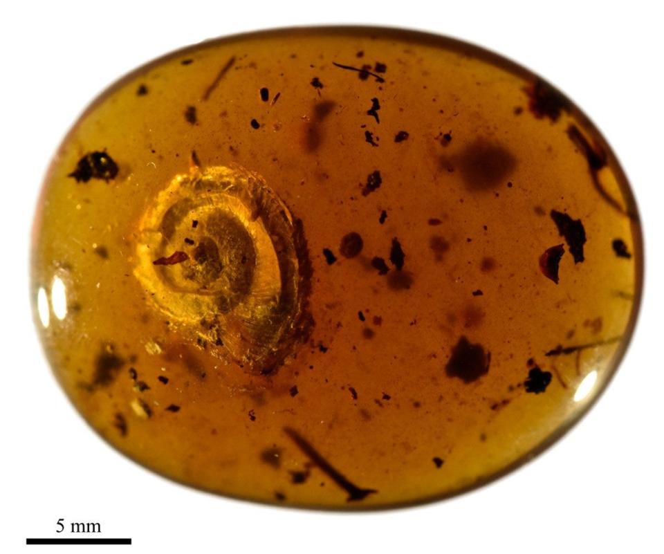 Discovered in 99-million-year-old amber: Archaeocyclotus brevivillosus