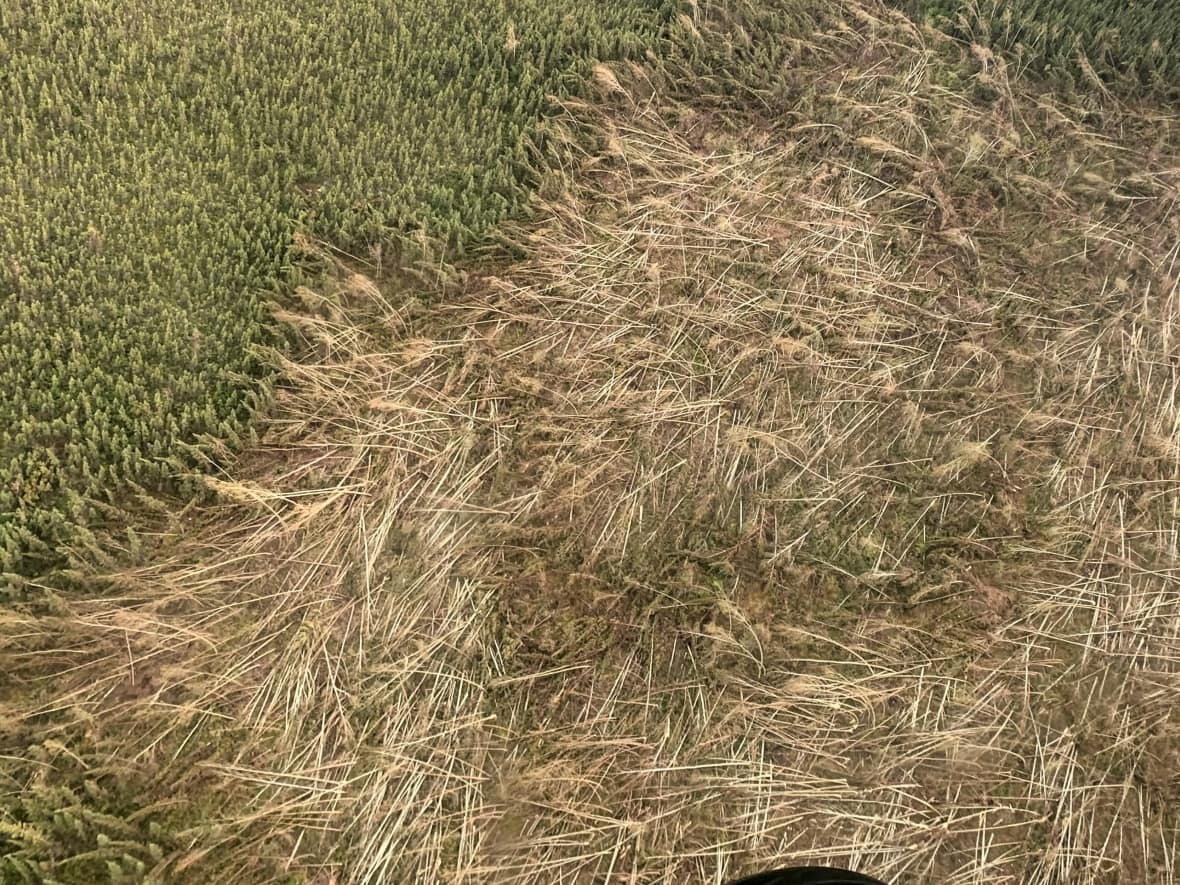 A view of the damaged trees caused by the downburst that took place neat Samba K'e, N.W.T., on June 29, 2021. When downbursts happen in forests, tress can 'go down like matchsticks,' says atmospheric scientist David Sills. (Government of the Northwest Territories - image credit)