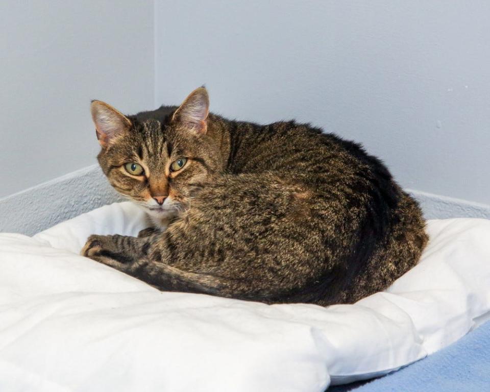 Gus, an 11-year-old cat, was returned to his Scituate owner more than three years after she'd last seen him.