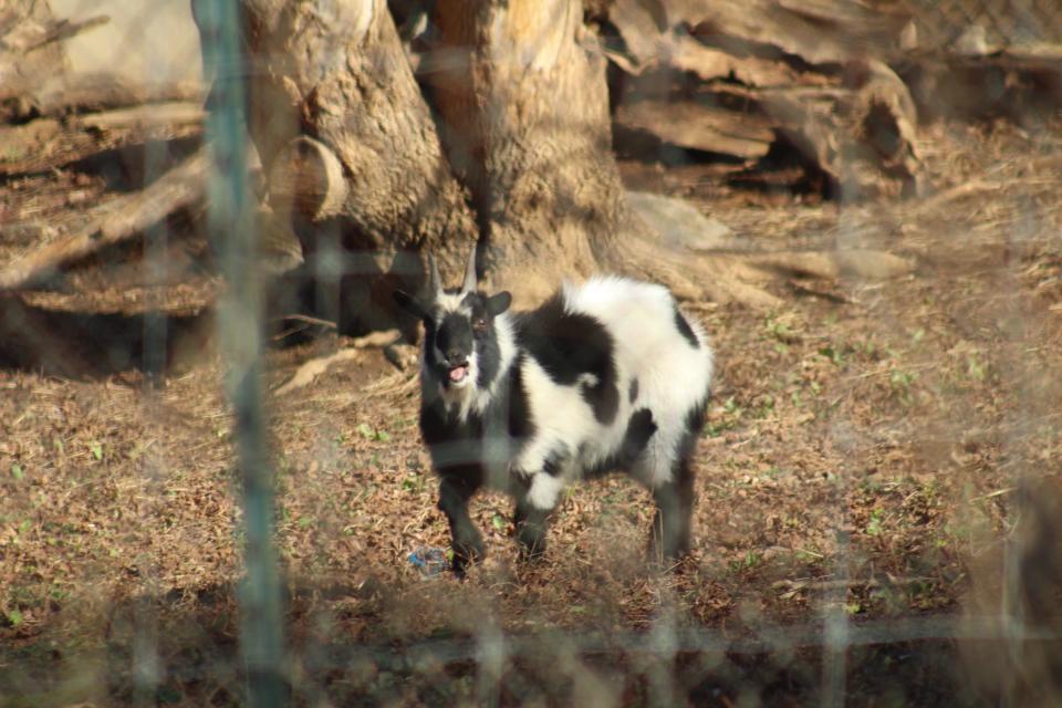 A goat present at the zoo on Dec. 11.