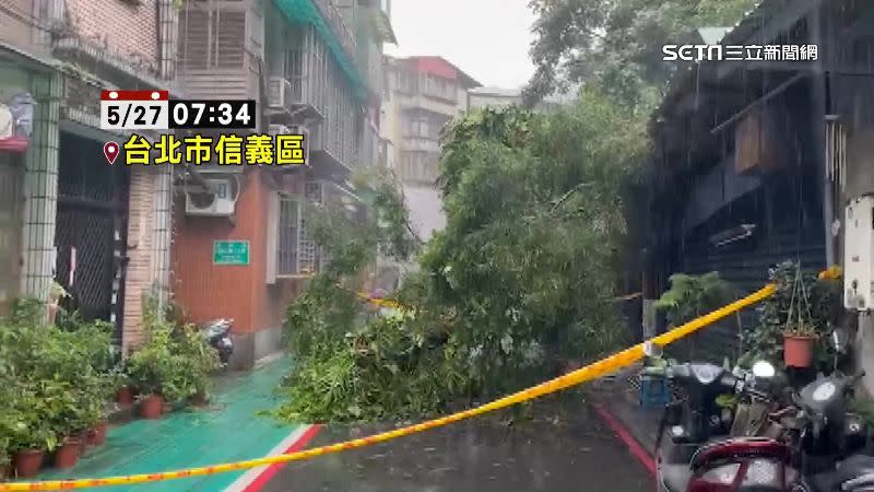 台北市信義區巷弄內一棵大樹，斷掉倒在路中央。