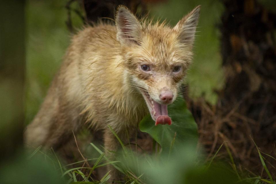 El programa de conservación global de Gatorland ayudó a rescatar a tres hermanos zorros rojos del comercio de pieles.