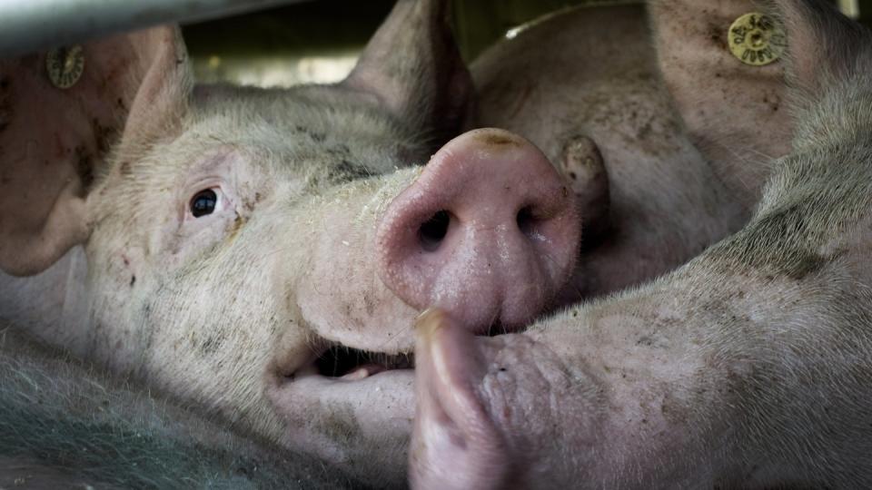 Bundeslandwirtschaftsministerin Julia Klöckner wirbt für eine Tierwohlabgabe und will verstärkt gegen Dumping-Preise beim Fleisch vorgehen. Die Grünen fordern Tempo.