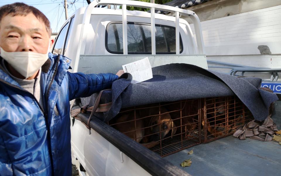 A dog farmer shows his dogs in cages, in the back of his flatbed truck