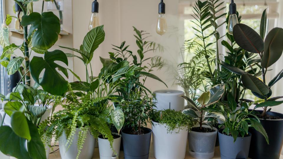 The best indoor plants for clean air