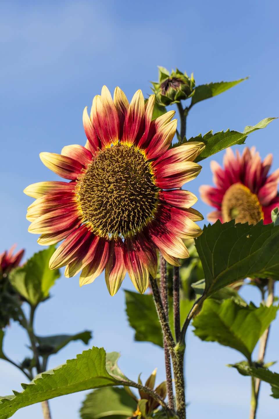 12) Sunflowers