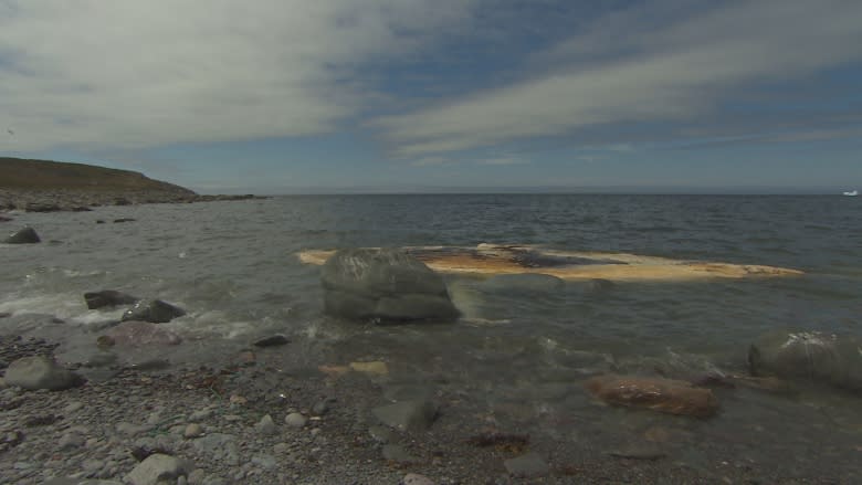 Whale carcass still rotting near Old Perlican