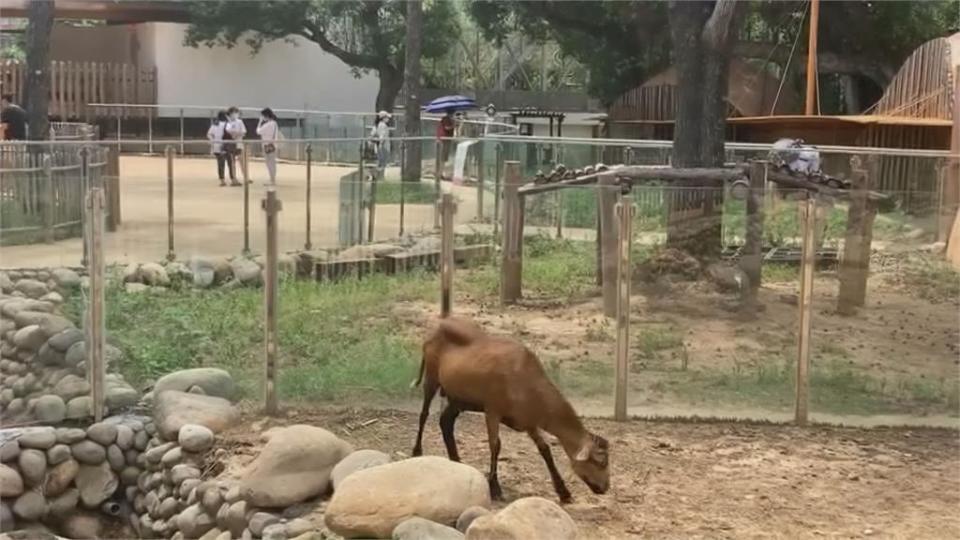 降級首週末　新竹動物園、內灣老街現人潮