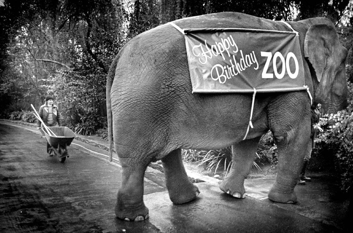 Sue the elephant led off the parade of Sacramento Zoo stars that helped celebrate the facility’s 60th birthday. Sherry Lutrell had clean up duty.