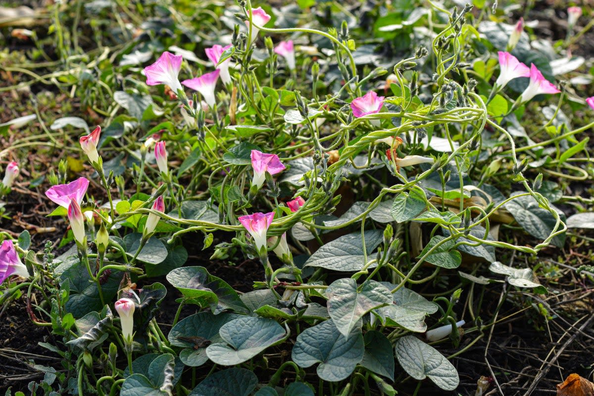 Weeds are all the rage at Chelsea Flower Show 2023. Pictured: flowering bindweed, a vigorous vine (Alamy Stock Photo)