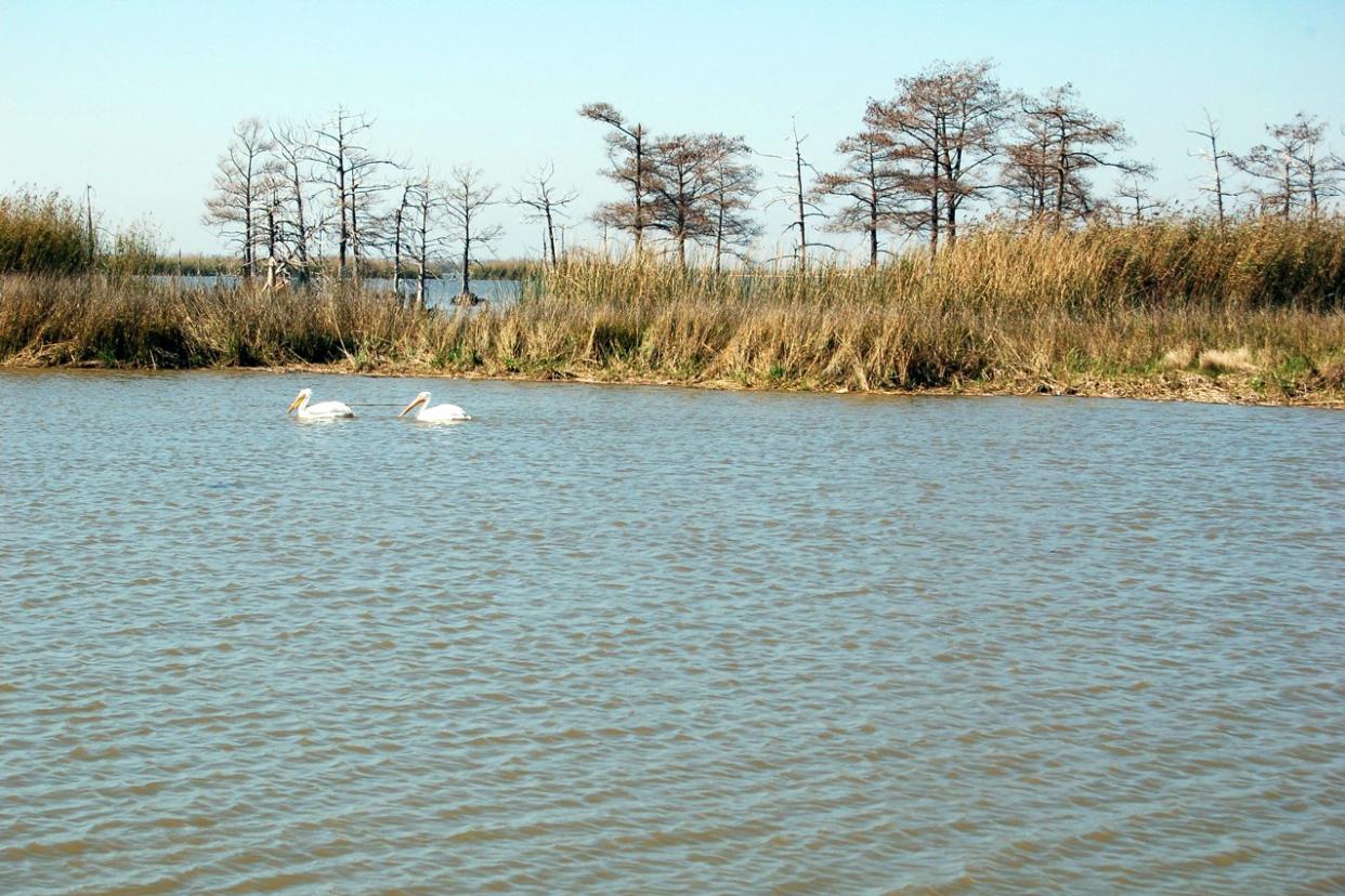 Venice, Louisiana