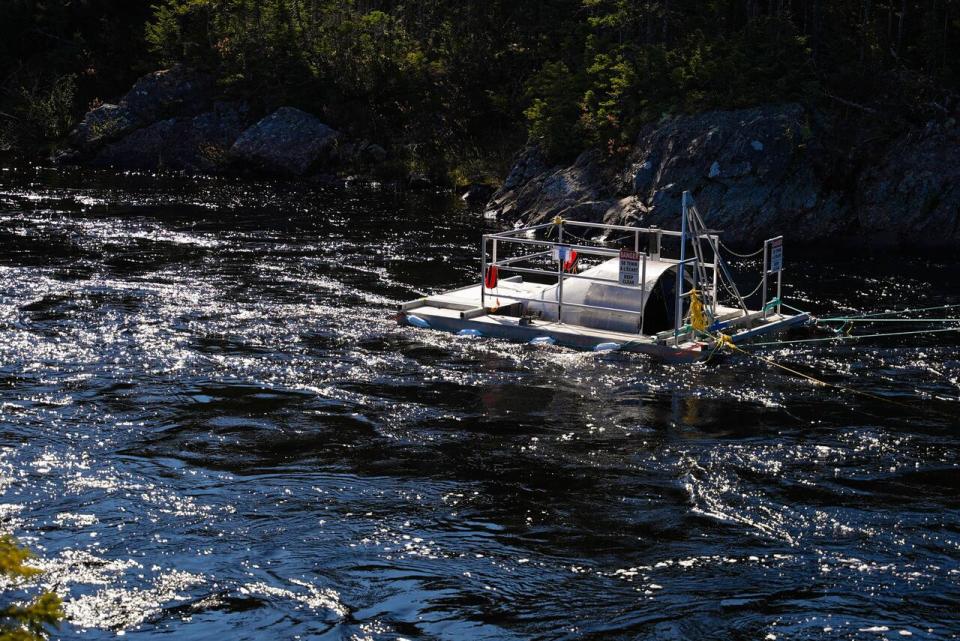 Near the mouth of the Terra Nova River, this smolt wheel is catching young salmon to tag and monitor and analyze.