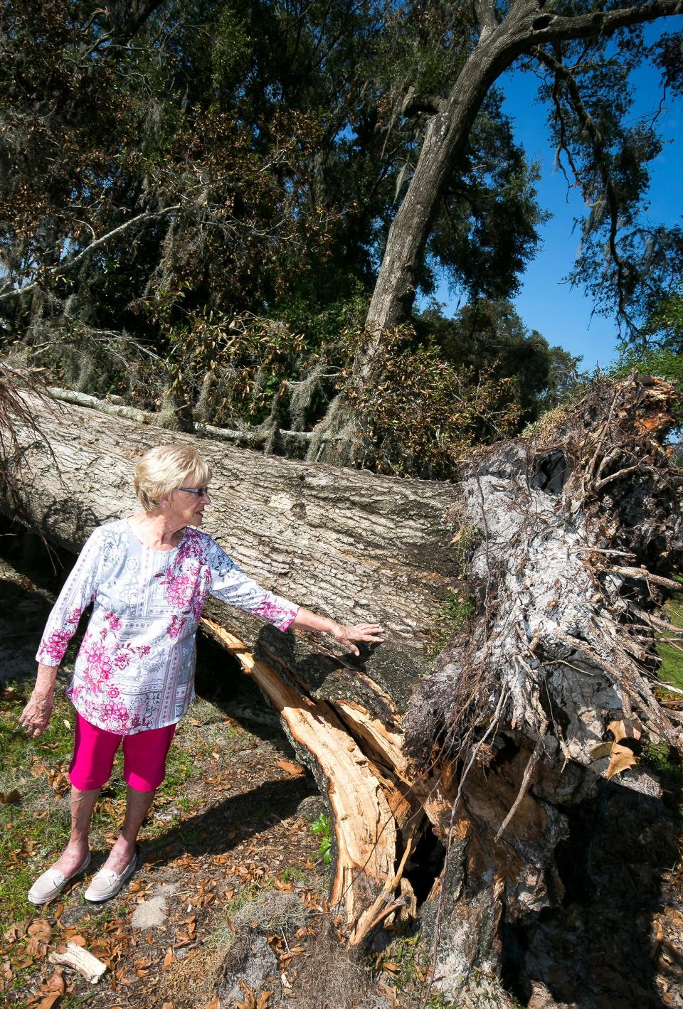 Helen Sanzeni talks about the five granny oaks that fell in her yard during Hurricane Irma in September 2017.