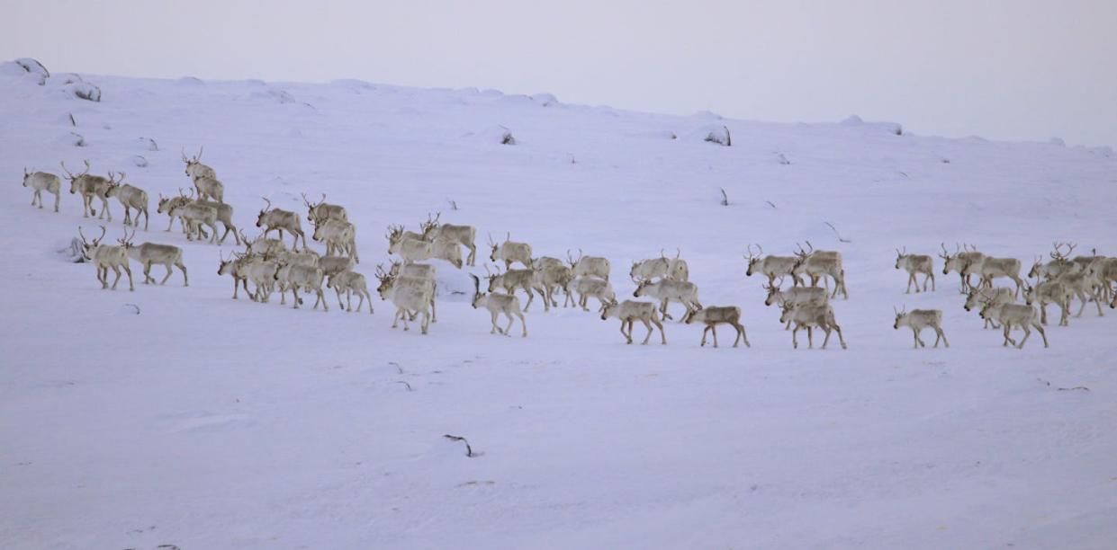 George River Caribou outside of Nain, Nunatsiavut, Labrador. (David Borish), Author provided