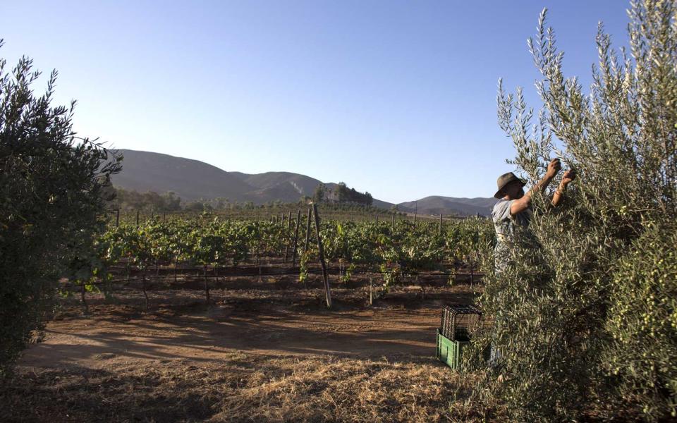 The vineyards in Baja