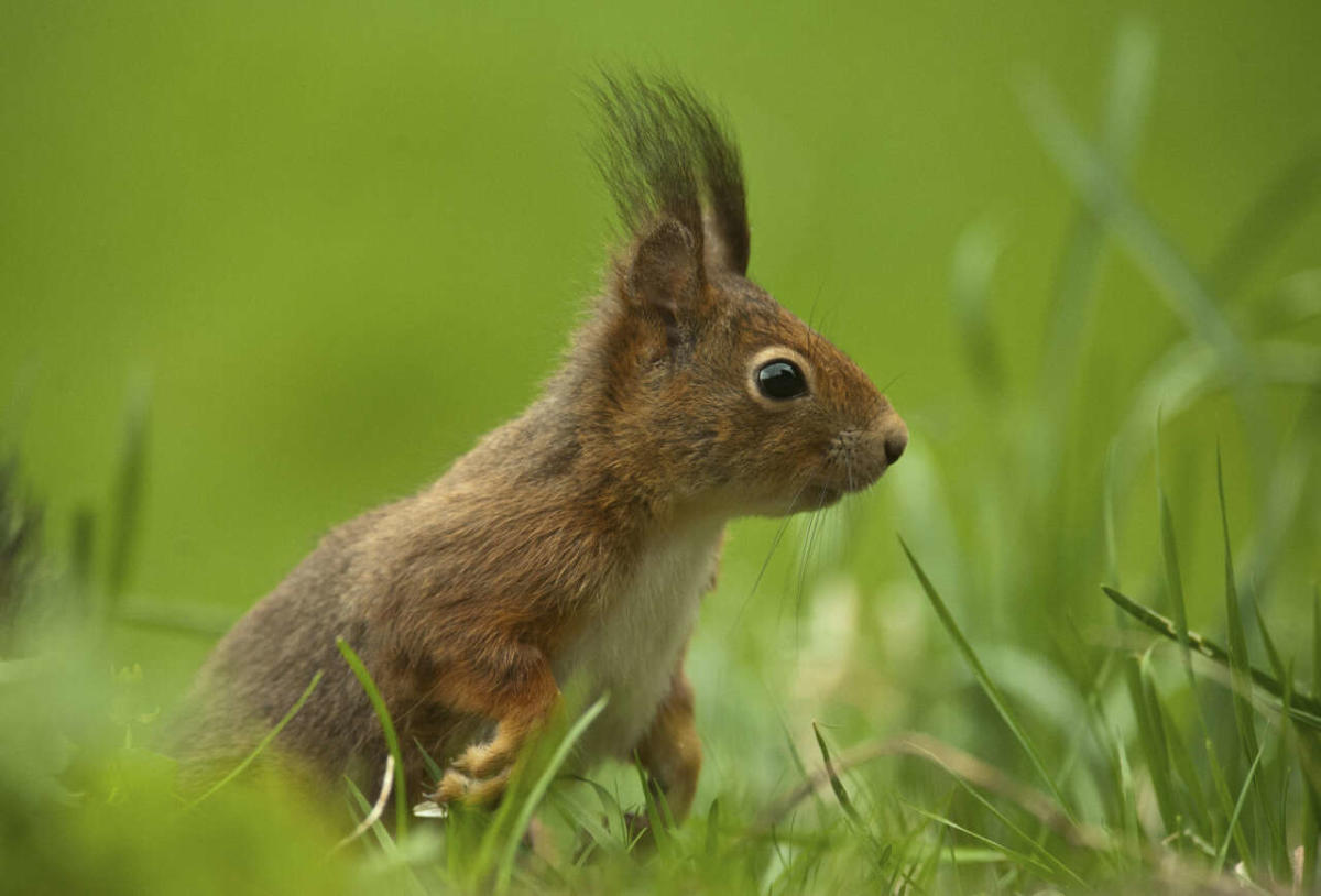 leprosy, red squirrels and people in medieval England