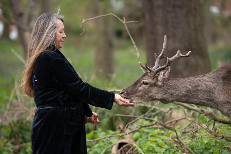 ROMFORD, ENGLAND - APRIL 02: A woman feeds a Fallow deer from Dagnam Park near her home as they rest and graze in a patch of woodland outside homes on a housing estate in Harold Hill, near Romford on April 02, 2020 in Romford, England. The semi-urban deer are a regular sight in the area around the park but as the roads have become quieter due to the nationwide lockdown, the deer have staked a claim on new territories in the vicinity. The Coronavirus (COVID-19) pandemic has spread to many countries across the world, claiming over 40,000 lives and infecting hundreds of thousands more. (Photo by Leon Neal/Getty Images)