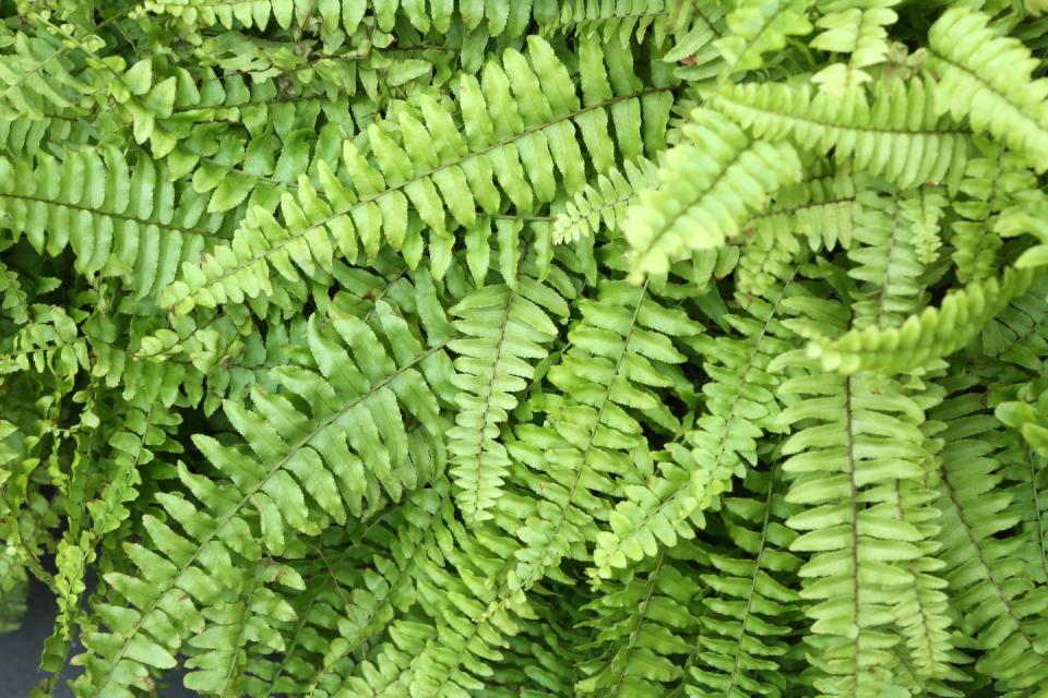 3) Boston Fern