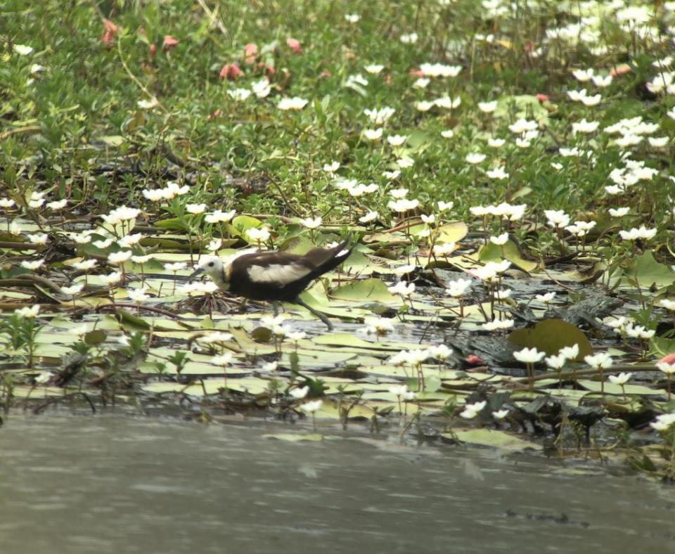 官田水雉生態園區夏季鳥調，顯示水雉數量穩定成長。(記者盧萍珊攝)
