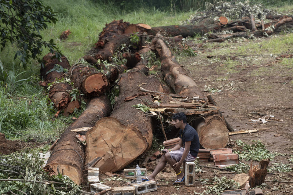 A Guarani Mbya man sits next to trees cut by real estate developer Tenda where the company is making way for apartments, next to his indigenous community's land in Sao Paulo, Friday, Jan. 31, 2020. The tension between a builder with projects in nine Brazilian states and a 40-family indigenous community is a microcosm of what’s playing out elsewhere in the country. (AP Photo/Andre Penner)