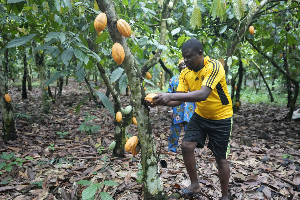 Saheed Arisekola, a farmer, harvests cocoa pods at a farm inside the conservation zone of the Omo Forest Reserve in Nigeria, Monday, Oct. 23, 2023. Farmers, buyers and others say cocoa heads from deforested areas of the protected reserve to companies that supply some of the world’s biggest chocolate makers. (AP Photo/Sunday Alamba)