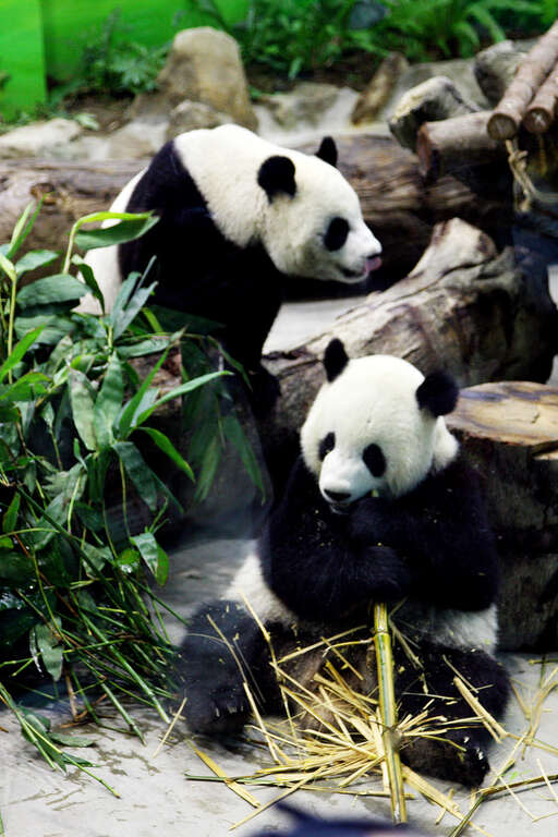 台北市立動物園大貓熊（圖片來源：台北旅遊網王能佑攝影）