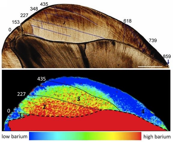 A juvenile Neanderthal molar reveals barium patterns linked to diet.