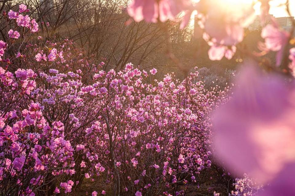 遠美山杜鵑花（Image Source : Getty Creative/ImaZinS RF）