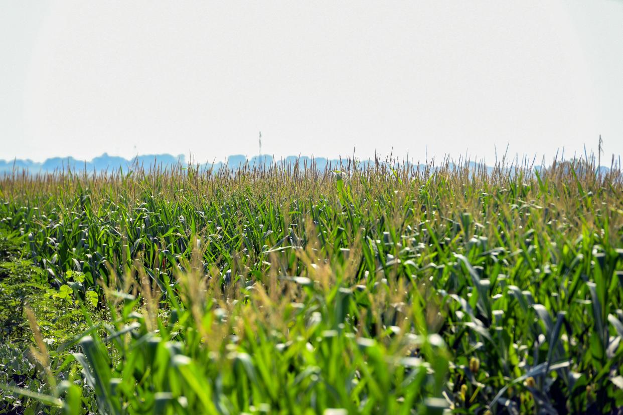 Corn grows in a field on Tuesday, July 27, 2021 in southeastern Sioux Falls.