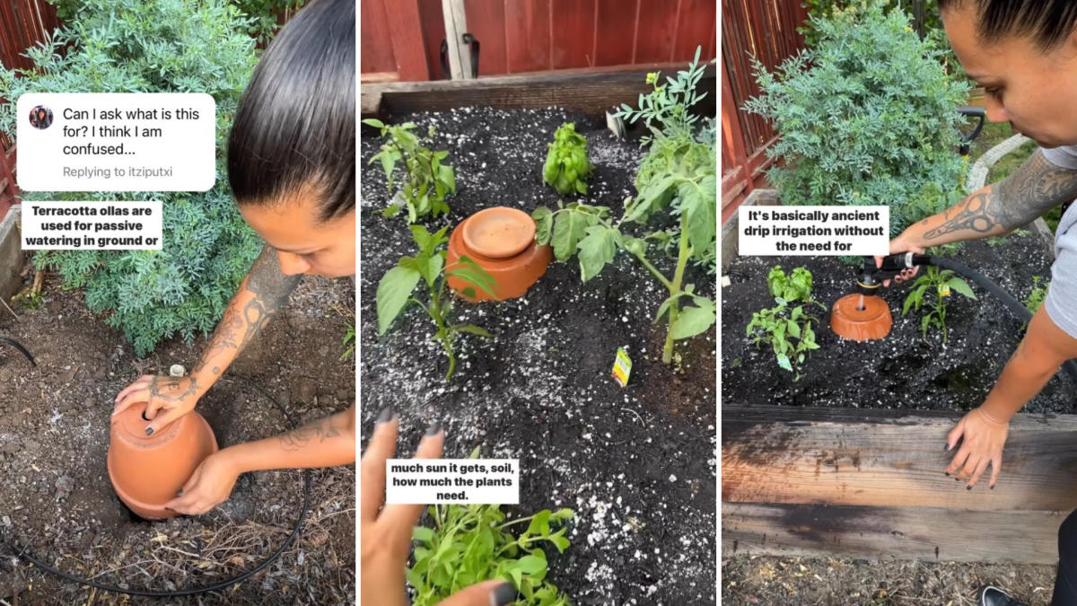 Gardener shares hack inspired by ancient methods for easily watering your  plants: 'Still can't get over how cool [this] is'